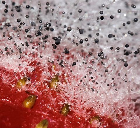 The mold takes hold Growing on a strawberry, pin mold makes for an unusual and dynamic visual seen through the macro lens. 

The black and grey spheres are sporangia which contain the sporangiospores and the white threads are sporangiophores (aerial hypha).

 Australia,Fungi,Geotagged,Macro,Mucorales,mold,mucor,mucoraceae,pin mold,sporangia,strawberry