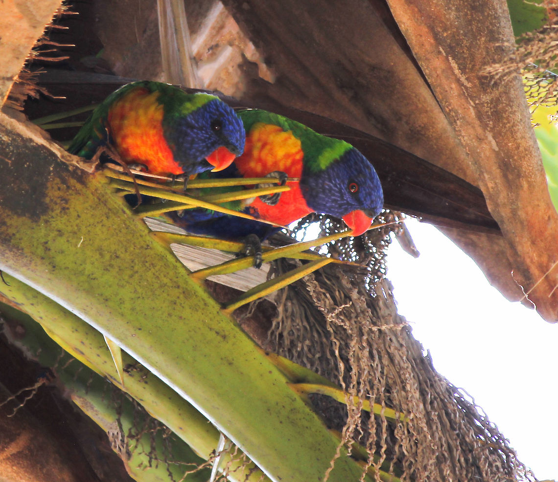 Lorikeets in love An enjoyable time observing this rainbow lorikeet pair yesterday. Now spring has arrived, they have made their nest - choosing right at the top of a very tall palm tree. <br />
Very sweet the way they stayed close, heads together at times, preening, chirping, following each other to different trees. <br />
Sexual dimorphism is not usually marked in this species, but going on what I&#039;ve researched, I&#039;m wondering if the larger one here is the male. 25 cm body length<br />
<br />
 Aves.Australia,Geotagged,Psittaciformes,Psittaculidae,Rainbow Lorikeet,Rainbow lorikeet,Trichoglossus moluccanus,bird,fauna,nesting birds,parrot,spring