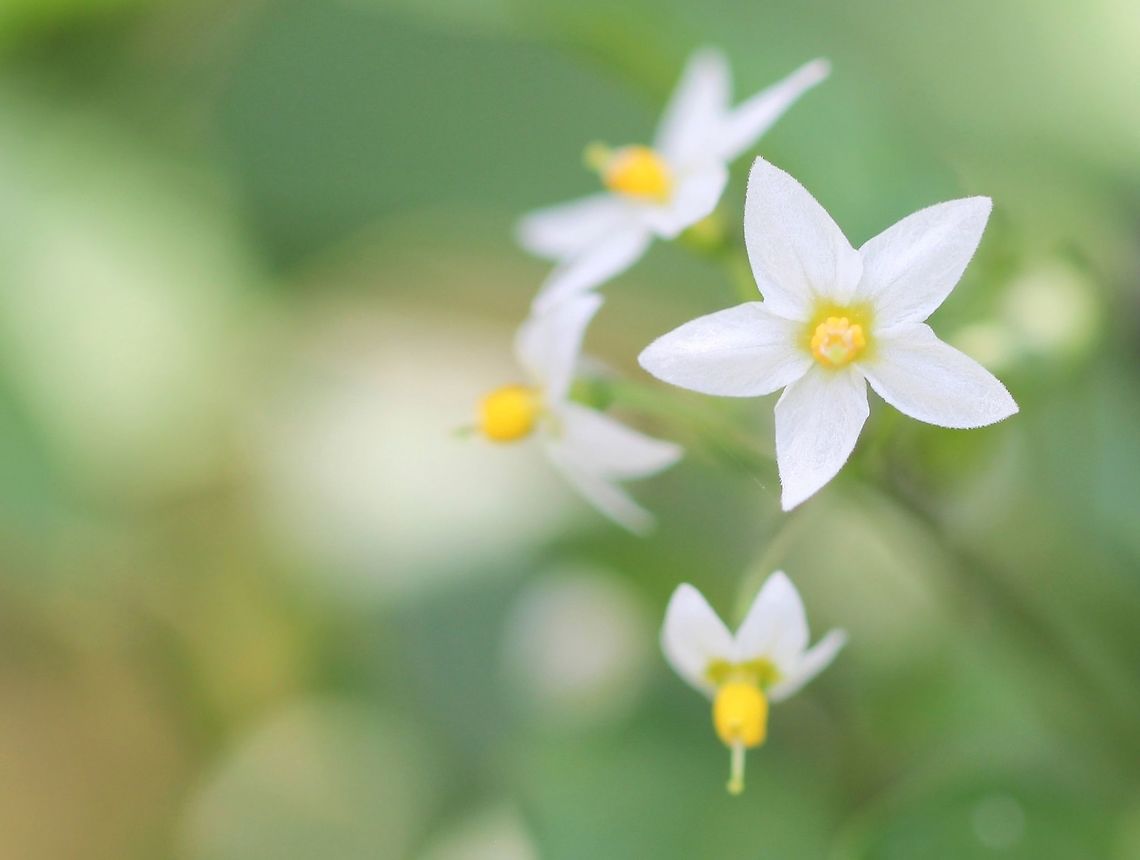 Solanum Seen roadside wild, nut non-native.<br />
<br />
Each flower just 10 mm in diameter. Australia,Flora,Geotagged,Macro,Solanaceae,Solanales,Solanum,flower,new south wales,plant,spring,tiny,white flowers
