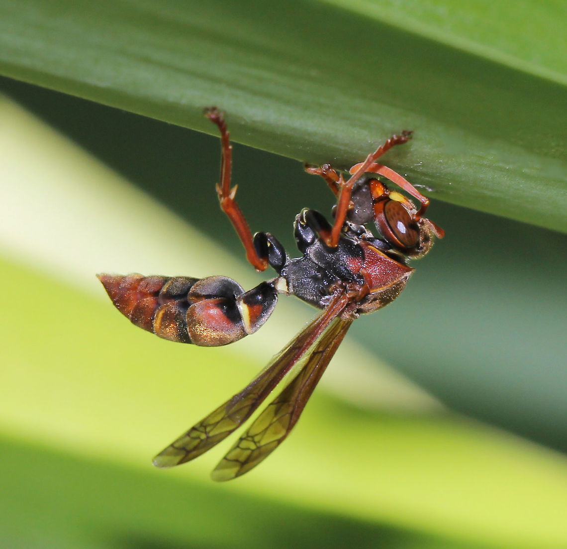 A new Polistes queendom begins The days have warmed and insect activity is on the increase. Yesterday, I found a beautiful paper wasp beginning her nest. The central petiole which the nest will be suspended from can be seen near her mouth. This consists of chewed plant material such as wood, mixed with her saliva. <br />
This female will become the queen if the colony can be established. <br />
<br />
20 mm body length<br />
<br />
Australia,Common paper wasp,Fauna,Geotagged,Hymenoptera,Macro,Paper Wasp,Polistes,Polistes humilis,Vespidae,Wasp,insect,invertebrate,new south wales,spring