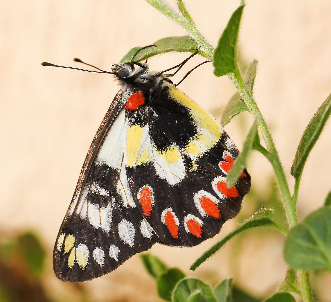 Red-spotted Jezebel Coming to the end of five hours of gardening on Sunday, just as I was packing my equipment away.....a flash of colour and movement caught my eye and this little beauty flew past my face and alighted on some foliage close by. <br />
I was very happy to see it remain in the garden for quite a while and enjoyed watching its journey around the garden until it finally went on its way. The sighting did much to restore my energy levels! Wingspan 70 mm<br />
Australia,Butterfly,Delias aganippe,Lepidoptera,Macro,Pieridae,fauna,insect,invertebrate,markings,pattern,red-spotted jezebel,spring,wood white