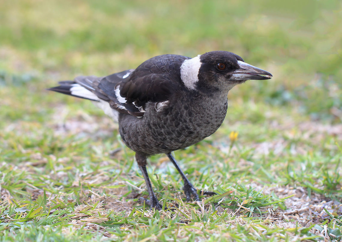 Australian Magpie juvenile Juveniles have grey and browny-black plumage as seen here before developing the classic black and white adult plumage. <br />
<br />
40 cm length Artamidae,Australia,Australian Magpie,Aves,Geotagged,Gymnorhina tibicen,Passeriformes,Piping Roller,bird,fauna,new south wales,spring