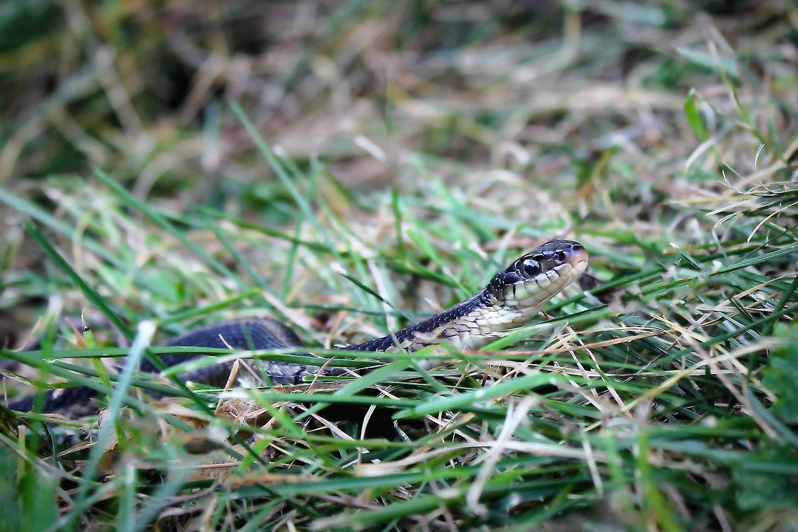 Who goes there? My introduction to the Eastern Garter snake species when our paths crossed one day. Very sweet. 40 cm length<br />
<br />
 Common garter snake,Geotagged,Squamata,Summer,Thamnophis sirtalis,United States,fauna,pennsylvania,reptile,snake