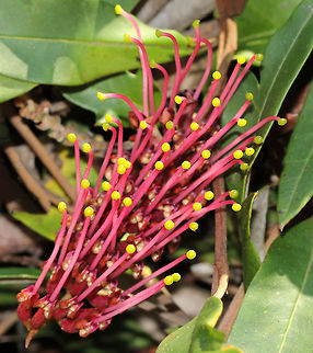 Prostrate Grevillea 10 years ago, I planted 5 of these prostrate grevillea 'Poorinda Royal Mantle' cultivars along a slope to one side of my property....they have now spread along the whole area to make a lush native covering. The spread of each plant is 6 metres! The plants produce these amazing toothbrush style flowers that have red/pink styles and conspicuous yellow stigmas. Insects love the flowers.  

NB: This cultivar is a hybrid between Grevillea laurifolia and Grevillea willisii.  Australia,Flora,Grevillea,Grevillea laurifolia,Proteaceae,Proteales,botany,flower,new south wales,pink flowers,plant,spring