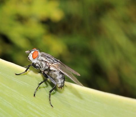 Sarcophagid flesh fly I saw this beautiful fly a couple of days ago...a Sarcophagid Flesh fly with its silver armour shining in the sun. Love those dynamic red eyes as well. As family Sarcophagidae contains many species - all that look very similar to each other - I'm not confident to pin a species on this sighting. 
10 mm length Australia,Diptera,Flesh fly,Fly,Geotagged,Macro,Sarcophagidae,fauna,insect,invertebrate,spring