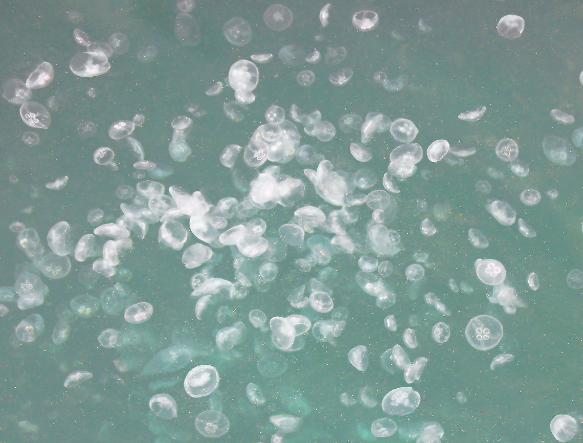 Sydney Harbour moon jellyfish What a wonderful moment on the weekend, to look down over the barrier at Woolloomooloo wharf in Sydney - and see this beautiful collection of moon jellyfish floating in the water, 5 metres or so below me. Moon Jellies are found throughout Australia, living in the ocean, coastal waters and estuaries.<br />
Average 30 cm diameter Aurelia,Australia,Geotagged,Jellyfish,Moon jellyfish,Semaeostomeae,Ulmaridae,fauna,marine life,ocean,spring