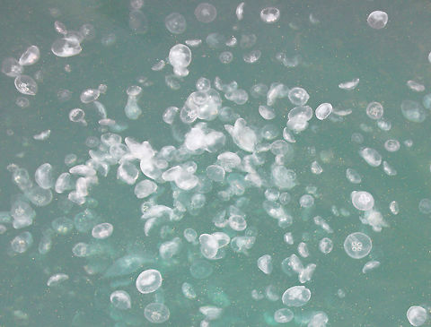 Sydney Harbour moon jellyfish What a wonderful moment on the weekend, to look down over the barrier at Woolloomooloo wharf in Sydney - and see this beautiful collection of moon jellyfish floating in the water, 5 metres or so below me. Moon Jellies are found throughout Australia, living in the ocean, coastal waters and estuaries.
Average 30 cm diameter Aurelia,Australia,Geotagged,Jellyfish,Moon jellyfish,Semaeostomeae,Ulmaridae,fauna,marine life,ocean,spring