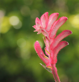 Anigozanthos kangaroo paw Kangaroo paw 'Bush Crystal' is in flower now in my garden. Hopefully, we will enjoy iridescent pink flowers in profusion atop branched stems all throughout spring and summer. Deep green foliage arches around the flower stems creating an interesting colour contrast to the brightly coloured flowers. The nectar is highly attractive to many creatures such as small possums and honeyeater birds. Endemic to areas of southwest Australia, Anigozanthos is a small genus of Australian plants in family Haemodoraceae; just 11 species and a few sub-species commonly known as kangaroo paw due to the shape of their flowers when fully open. In recent years a number of hybrids and cultivars (of which this is one), have been developed. Stems on this cultivar up to 60 cm. 
 Australia,Commelinales,Garden,Geotagged,Haemodoraceae,Macro,Spring,anigozanthos,botany,flora,flower,iridescent,kangaroo paw,pink flowers,plant,spring