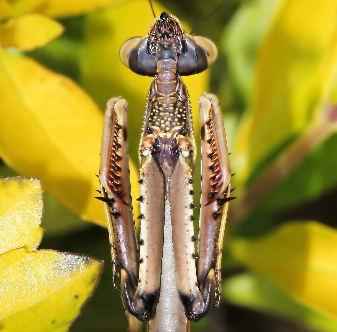 Bow to the queen This mantid afforded me a perfect opportunity to examine it in detail and take ventral images....it was in repose, leaning back in an almost horizontal position. It was not in the classically defensive position at that moment. <br />
<br />
And what breathtaking raptorial forelegs. Surely one of nature&#039;s most impressive insect predators.<br />
<br />
6 cm<br />
 Archimantis latistyla,Australia,Australian ghost hopper mantis,Geotagged,Large brown mantis,Macro,Mantodea,Spring,bunny mantis,fauna,hunter,insect,invertebrate,new south wales,praying mantis,spines