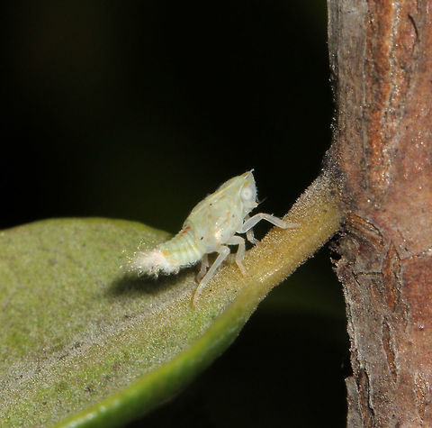Flatid planthopper nymph 40 described Australian Siphanta species, plus many other flatids. To my knowledge, there is no way to ID this to species from a nymph photo. 

5 mm length Australia,Flatidae,Geotagged,Macro,Winter,arthropod,fauna,hemiptera,insect,invertebrate,new south wales,planthopper,spring