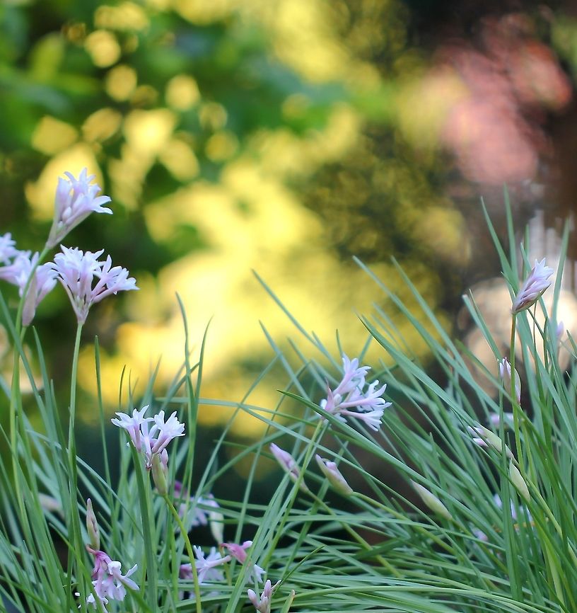 Tulbaghia 'Starlet' Tulbaghia (common name wild garlic or society garlic) is a genus of perennial bulbs native to Africa belonging to the Amaryllis family.<br />
Here&#039;s a cultivar in my garden, 30 cm height with fine, grass like foliage. Long lasting ornamental display of delicate, 20 mm pink flowers. A subtle garlic aroma is noticeable when brushing past the foliage.  Amaryllidaceae,Asparagales,Australia,Flowers,Garden,Perennial,botany,flora,pink flowers,plant,spring,tulbaghia