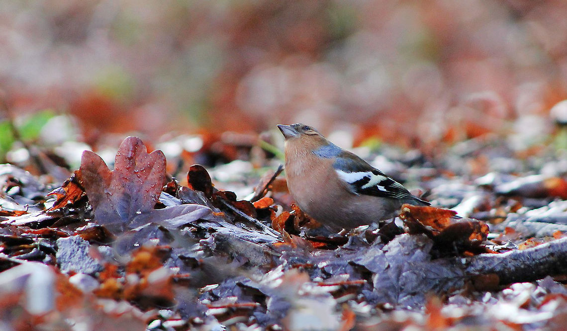 Male common chaffinch It's always a joy to see the native flora and fauna when visiting back home in England. A little male chaffinch - forever alert and busy on the forest floor, one very cold winter's morning. With its patterned plumage, it is well-adapted for camouflage whilst eating on the ground. A female seen at the same time is pictured below. <br />
<br />
14 cm in length.<br />
<br />
<figure class="photo"><a href="https://www.jungledragon.com/image/114883/female_common_chaffinch.html" title="Female common chaffinch"><img src="https://s3.amazonaws.com/media.jungledragon.com/images/3314/114883_thumb.jpg?AWSAccessKeyId=05GMT0V3GWVNE7GGM1R2&Expires=1759968010&Signature=aJkkEcGgFoBoiKHg6WEpRUulmu0%3D" width="200" height="172" alt="Female common chaffinch A little female chaffinch on a very cold UK winter's morning. A male seen at the same time is pictured below. <br />
<br />
14 cm in length.<br />
<br />
https://www.jungledragon.com/image/67038/male_chaffinch.html Aves,Common chaffinch,Fringilla coelebs,Fringillidae,Geotagged,Passeriformes,United Kingdom,Winter,common chaffinch,fauna,vertebrate" /></a></figure> Aves,Fringilla coelebs,Fringillidae,Geotagged,Passeriformes,United Kingdom,Vertebrate,Winter,common chaffinch,fauna