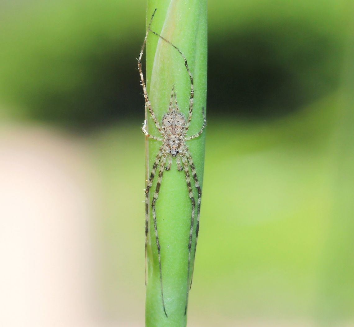 Two-tailed Tamopsis Tamopsis genus male. I understand these spiders are more commonly found on tree bark in regards camouflage, but this one seen building a web between flower stalks. <br />
Beautiful little spider, just 5 mm body length and I noted the extra long spinnerets on this species which gives rise to the common name. <br />
 Araneae,Australia,Geotagged,Hersiliidae,Macro,Spider,Spring,Two-tailed Spider,arachnid,fauna,invertebrate