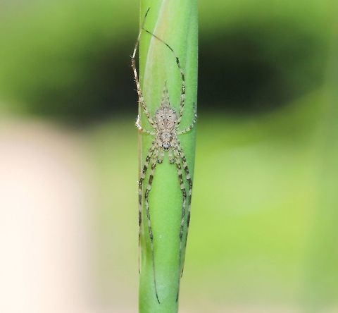 Two-tailed Tamopsis Tamopsis genus male. I understand these spiders are more commonly found on tree bark in regards camouflage, but this one seen building a web between flower stalks. 
Beautiful little spider, just 5 mm body length and I noted the extra long spinnerets on this species which gives rise to the common name. 
 Araneae,Australia,Geotagged,Hersiliidae,Macro,Spider,Spring,Two-tailed Spider,arachnid,fauna,invertebrate