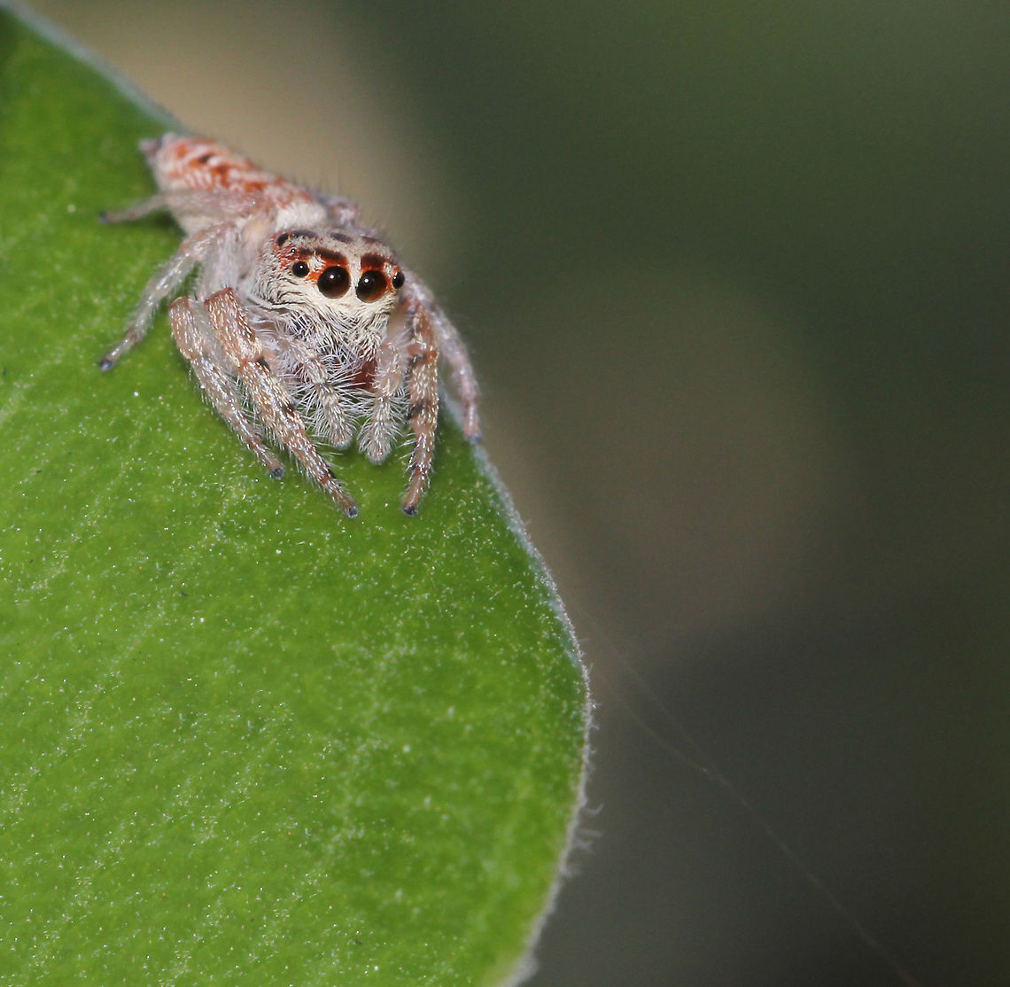Opisthoncus sp. jumping spider Opisthoncus is found here in Australia, also New Guinea and New Britain. Australia has thirty species, however several of these are of doubtful status or may be misplaced (Gardzińska and Żabka, 2013; Whyte and Anderson, 2017).<br />
<br />
Female 10 mm length Araneae,Australia,Geotagged,Macro,Opisthoncus,Salticidae,Spider,Spring,arachnid,fauna,invertebrate