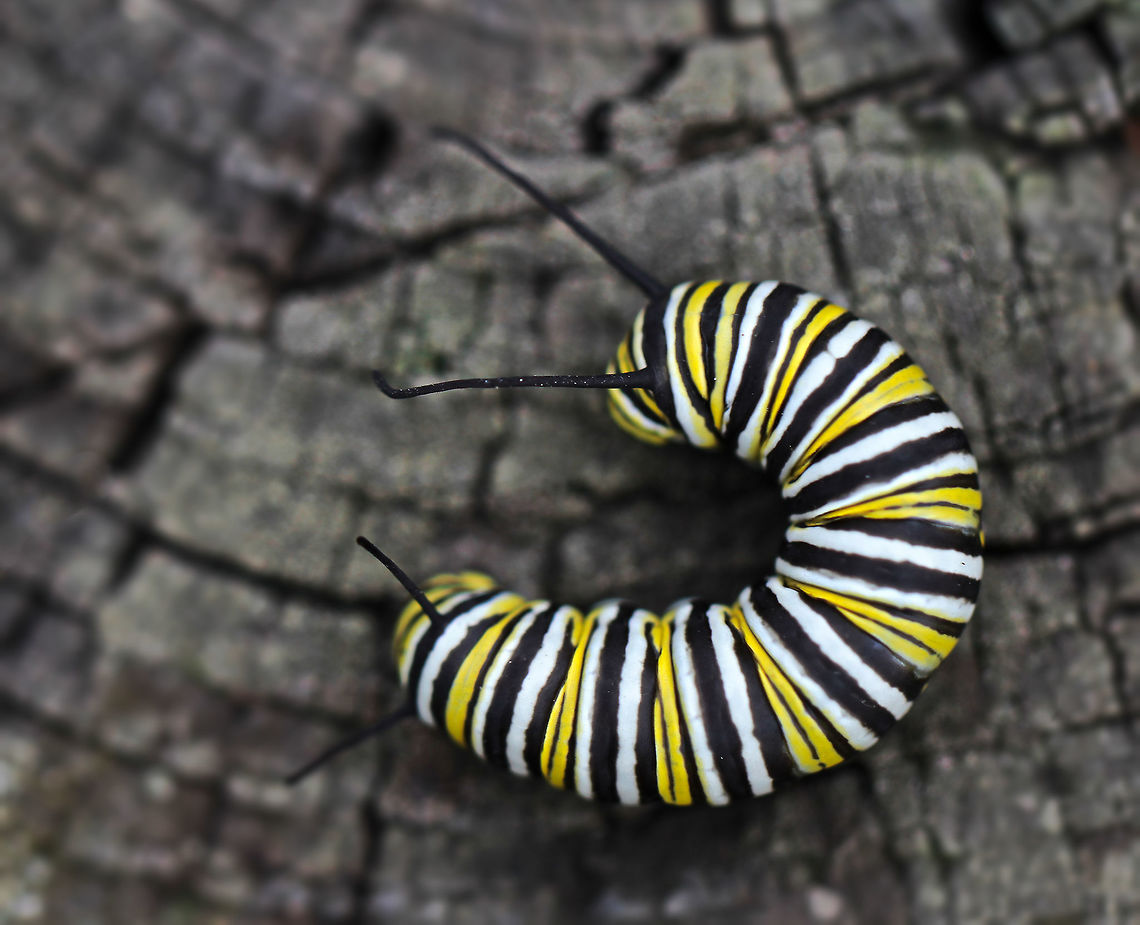 Danaus plexippus larva A little clarity sacrificed for depth of field here, apologies. <br />
40 mm length Danaus plexippus,Geotagged,Lepidoptera,Macro,Monarch butterfly,Summer,United States,fauna,insect,larva,monarch caterpillar,pennsylvania