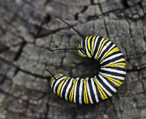 Danaus plexippus larva A little clarity sacrificed for depth of field here, apologies. 
40 mm length Danaus plexippus,Geotagged,Lepidoptera,Macro,Monarch butterfly,Summer,United States,fauna,insect,larva,monarch caterpillar,pennsylvania