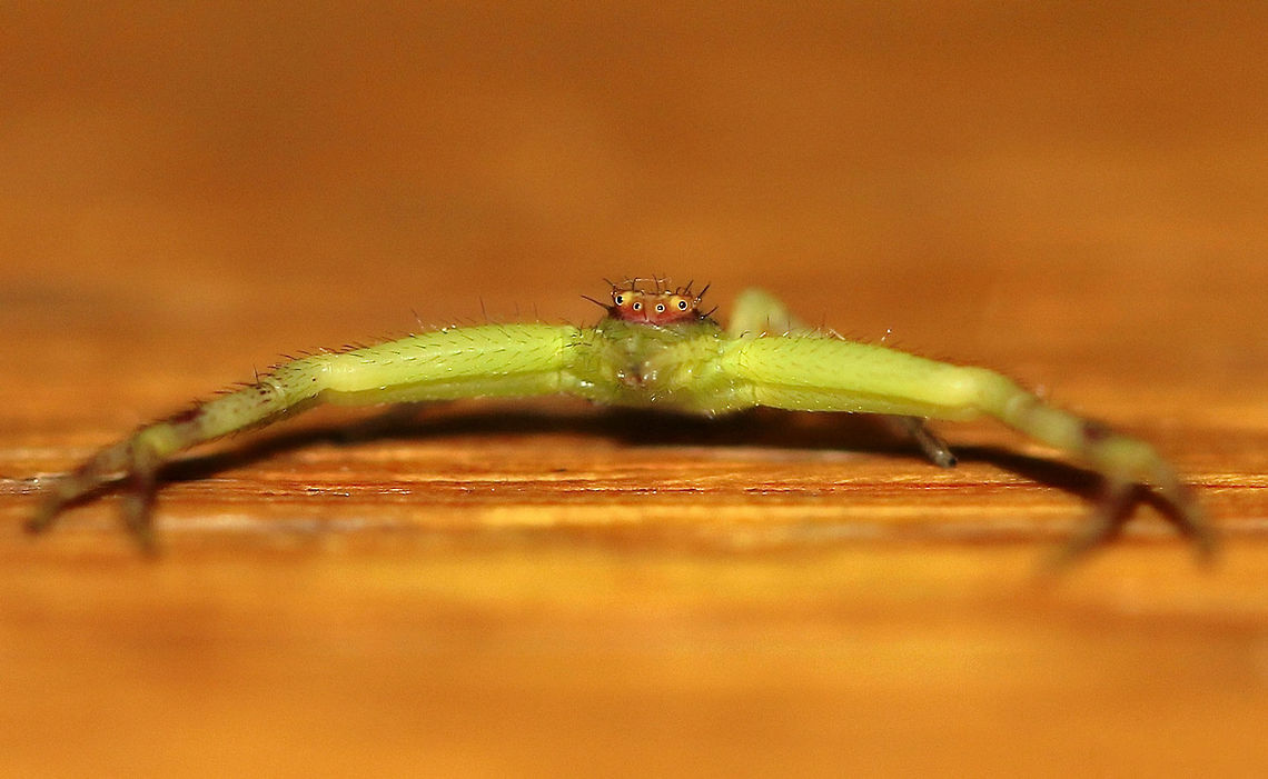 Mecaphesa asperata Having come inside after exploring the garden of the property where I was visiting - I felt a tickle on my forehead and gave it a flick. Then I saw movement on the table and there stood this tiny crab spider looking quite bewildered! So tiny at 4 mm. Araneae,Crab spider,Fall,Geotagged,Macro,Mecaphesa,Mecaphesa asperata,Thomisidae,United States,arachnid,fauna,invertebrate,mecaphesa asperata,pennsylvania
