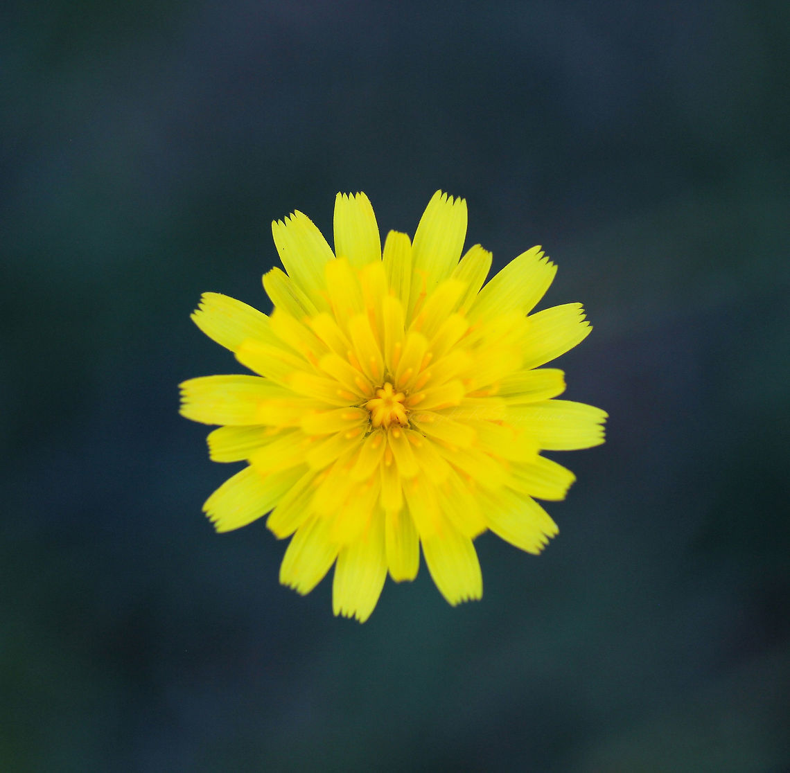 Yellow Subtribe Hypochaeridinae (oxtongues, hawkbits and allies), tribe Cichorieae, family Asteraceae.  Asterales,Australi,Cichorieae,Fall,Geotagged,Hypochaeridinae,Macro,botany,flora,flower,plant,yellow,yellow flowers
