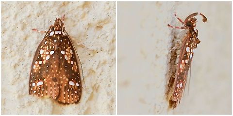 Scorpiopsis pyrobola montage What a pretty little moth, it reminded me of the patterns made by dappled light. Unfortunately it has a damaged wing.
I learned that the impressive structure seen above the head is in fact the labial palps which I took initially as antennae before I put my glasses on! 
Wingspan 20 mm Australia,Gelechioidea,Geotagged,Lepidoptera,Macro,Moth,Scorpiopsis pyrobola,depressariidae,fauna,insect,invertebrate,scorpiopsis pyrobola