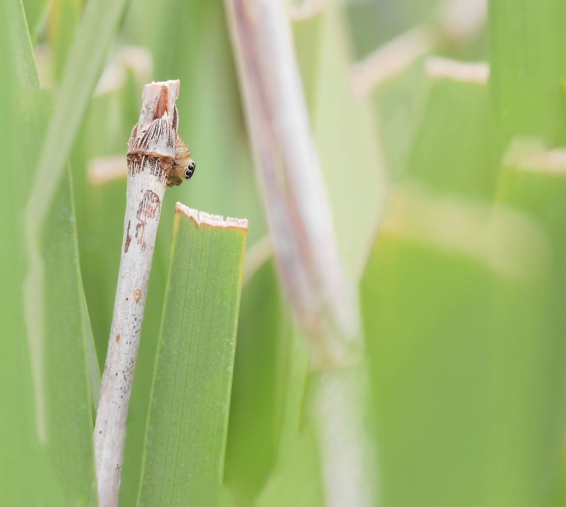 On the lookout for love (Maratus courtship) A wonderful time spent observing a courting jumping spider couple recently. <br />
The female took herself to the top of this old flower stalk and proceeded to flirt in an indomitable fashion - because just beneath her, 30 cm away was a hopeful male. I fancy I saw all sorts of tempting and teasing behaviour from her. All she needed to complete the effect was a tiny fan fluttering in front of those eyes! <br />
The male, fuelled by testosterone and obviously finding her thoroughly beguiling, moved ever closer whilst performing his repertoire of little vibrations and tics. <br />
And then! Just like that, they both disappeared. This is the second time I've experienced such a frustrating scenario, but of course nature does not perform for our benefit. <br />
Female 7 mm length Araneae,Australia,Geotagged,Macro,Maratus scutulatus,Salticidae,Spider,Spring,arachnid,courtship display,fauna,invertebrate,mating,white garland jumping spider
