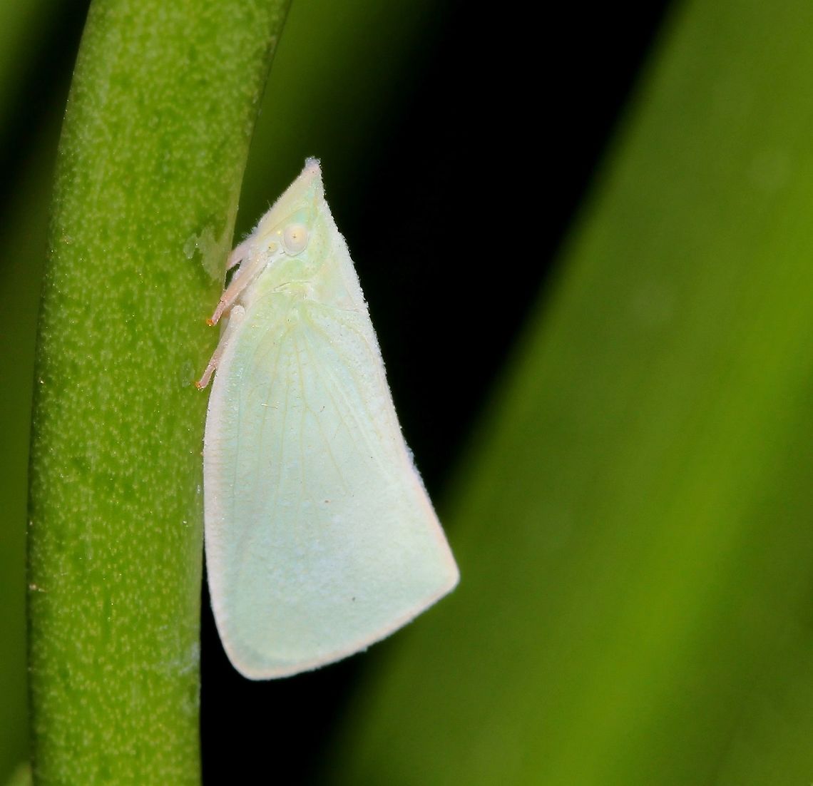 Mango Planthopper 15 mm length. This planthopper is a subtle, pale green in colour with a tiny pinkish-brown dot at the middle of each front wing.  Australia,Colgaroides acuminata,Flatidae,Geotagged,Hemiptera,Macro,Mango Planthopper,Spring,fauna,insect,invertebrate,planthopper