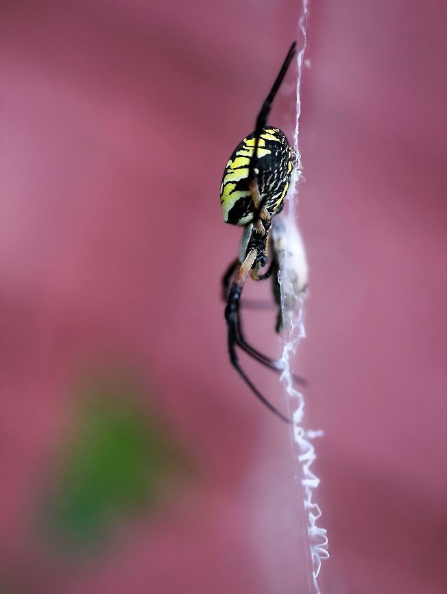 In the pink A beautiful Argiope aurantia female that had made her home in the garden of the property where I was staying....she really was &#039;in the pink&#039; in regard being a healthy specimen, but also the house wall behind provided a very pretty pink backdrop for some photographs. <br />
Focus on her beautiful abdomen, but a little detail lost on the legs due to deep depth of field.<br />
20 mm body length Araneae,Araneidae,Argiope aurantia,Geotagged,Macro,Spider,Summer,United States,Yellow Garden Spider,arachnid,fauna,invertebrate,pennsylvania