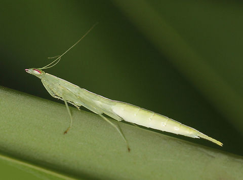 Kongobatha diademata mantis nymph An elegant little mantis pre sub-adult juvenile female. The pink eye stripe and mandibles are of special note here. 

25 mm length

https://www.jungledragon.com/image/86434/snake_mantis_nymph.html

https://www.jungledragon.com/image/105677/snake_mantis.html Arthropod,Australia,Geotagged,Iridopterygidae,Kongobatha diademata,Macro,Mantodea,Praying mantis,Snake Mantis,Snake mantis,Spring,fauna,insect,invertebrate,nymph