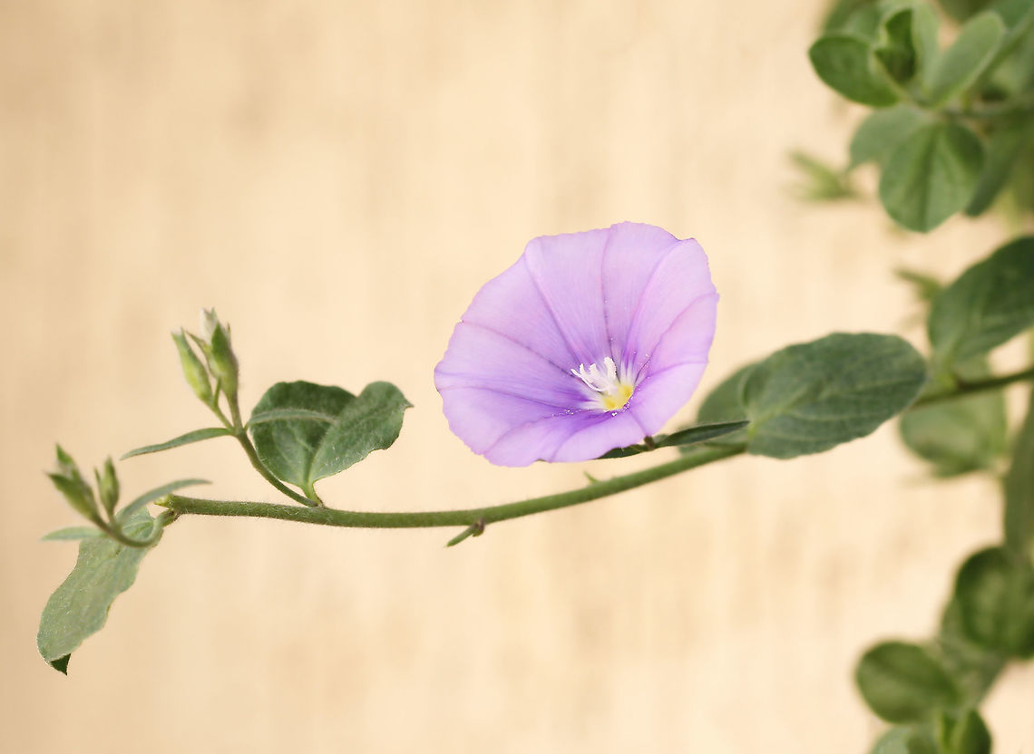 Convolvulus sabatius Convolvulus sabatius in the garden. I have planted these where they can trail down walls and rockeries and its such a pretty show when these little lilac flowers appear along the stems. This cultivar is &#039;Full Moon&#039; and the flowers are 25 mm in diameter. <br />
<br />
<figure class="photo"><a href="https://www.jungledragon.com/image/117770/convolvulus_sabatius.html" title="Convolvulus sabatius"><img src="https://s3.amazonaws.com/media.jungledragon.com/images/3314/117770_thumb.jpg?AWSAccessKeyId=05GMT0V3GWVNE7GGM1R2&Expires=1767225610&Signature=UUrL13MbNoc7IBcf6DZW4CJb9JI%3D" width="200" height="134" alt="Convolvulus sabatius Convolvulus sabatius in the garden. I have planted these where they can trail down walls and rockeries and its such a pretty show when these little lilac flowers appear along the stems. This cultivar is &#039;Full Moon&#039; and the flowers are 25 mm in diameter.<br />
<br />
https://www.jungledragon.com/image/67646/convolvulus_sabatius.html Australia,Convolvulaceae,Convolvulus sabatius,Flora,Geotagged,Solanales,Spring,bindweed,botany,macro,new south wales,purple flower" /></a></figure> Australia,Convolvulaceae,Convolvulus sabatius,Flora,Geotagged,Macro,Solanales,Spring,bindweed,botany,new south wales,purple flower