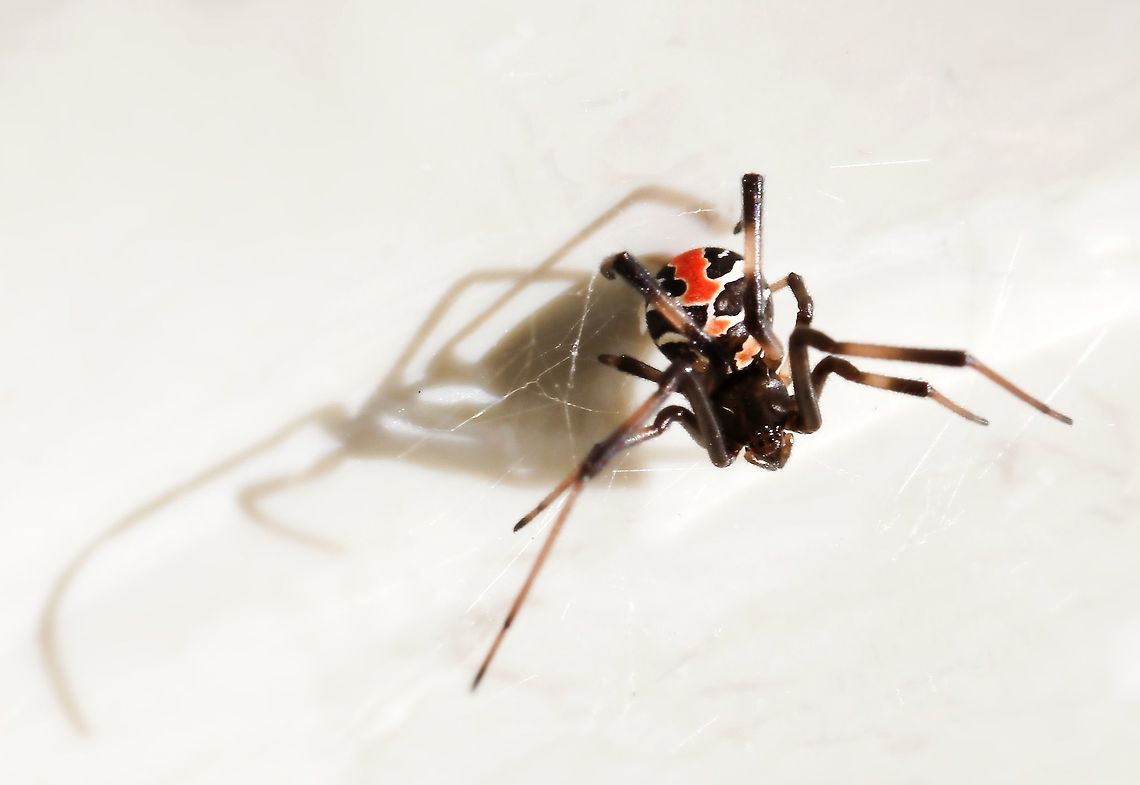 Juvenile female Redback Tucked away in her tangled web, high up under some metal sheeting...a young female Redback displays her beautiful markings and colouration. These bright colours may serve as a warning to potential predators. <br />
She was a fair distance above me, so I hope I&#039;ve picked up sufficient detail. If she is happy with this location, she will remain there for most of her adult life. 5 mm body length Araneae,Australia,Geotagged,Latrodectus hasseltii,Redback spider,Spider,Summer,Theridiidae,arachnid,fauna,markings
