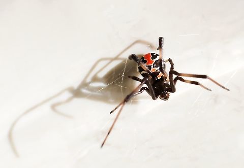 Juvenile female Redback Tucked away in her tangled web, high up under some metal sheeting...a young female Redback displays her beautiful markings and colouration. These bright colours may serve as a warning to potential predators. 
She was a fair distance above me, so I hope I've picked up sufficient detail. If she is happy with this location, she will remain there for most of her adult life. 5 mm body length Araneae,Australia,Geotagged,Latrodectus hasseltii,Redback spider,Spider,Summer,Theridiidae,arachnid,fauna,markings