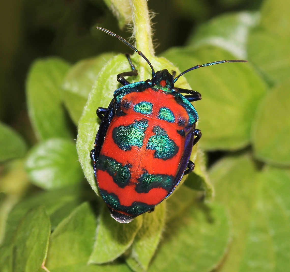 Hibiscus harlequin bug A male, showing off his beautiful, bright metallic colours and markings. These true bugs feed on plants in family Malvaceae including hibiscus and cotton. Both adults and nymphs suck sap from host plants. They feed mostly on young shoots, piercing the stems and sucking the sugar-rich juices intended for shoot growth. <br />
<br />
20 mm length Australia,Geotagged,Hibiscus Harlequin Bug,Macro,Scutelleridae,Spring,Tectocoris diophthalmus,arthropod,fauna,hemiptera,insect,invertebrate,jewel bug,markings,metallic shield bug