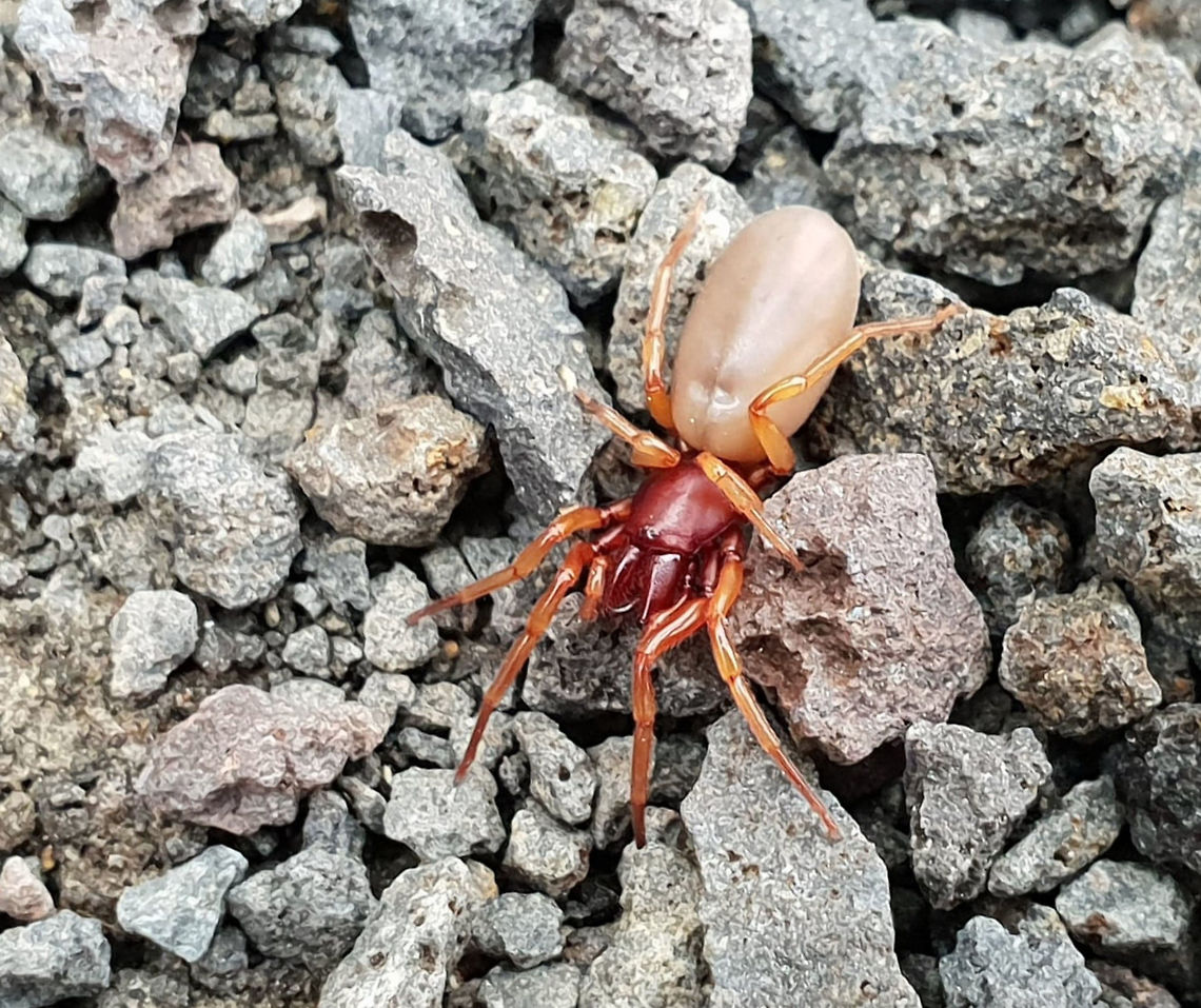 Slater-eating spider I used my husband&#039;s I phone to snap this spider quickly...not being savvy in that department, it seems I somehow also applied a filter! Hopefully, the details are clear enough still. <br />
Thought to have been introduced into Australia from Europe and only occurring in the south-eastern part of the country.<br />
The Slater-eating spider gets its name from its preference for woodlice or slaters (Isopoda), which it grasps with its specially elongated fangs. Female 15 mm.<br />
<br />
<br />
 Araneae,Australia,Dysdera crocata,Geotagged,Spider,Spring,Woodlouse spider,arachnid,arthropod,dysdera crocata,dysderidae,fauna,invertebrate,woodlouse spider