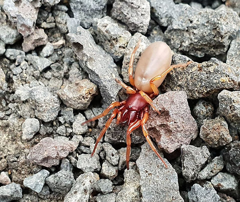 Slater-eating spider I used my husband's I phone to snap this spider quickly...not being savvy in that department, it seems I somehow also applied a filter! Hopefully, the details are clear enough still. 
Thought to have been introduced into Australia from Europe and only occurring in the south-eastern part of the country.
The Slater-eating spider gets its name from its preference for woodlice or slaters (Isopoda), which it grasps with its specially elongated fangs. Female 15 mm.


 Araneae,Australia,Dysdera crocata,Geotagged,Spider,Spring,Woodlouse spider,arachnid,arthropod,dysdera crocata,dysderidae,fauna,invertebrate,woodlouse spider