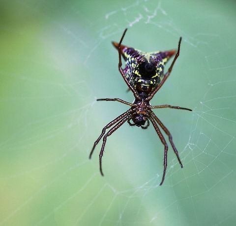 Micrathena sagittata ventral A unique little orb weaver with arrow shaped abdomen. I like the ventral view of this spider as much as the dorsal and for a change, wanted to give more focus to the nice leg arrangement/position instead of the abdomen. Female 8 mm length. Araneae,Geotagged,Macro,Micrathena sagittata,Spider,Summer,United States,arachnid,arthropod,fauna,invertebrate,orb weaver,pennsylvania