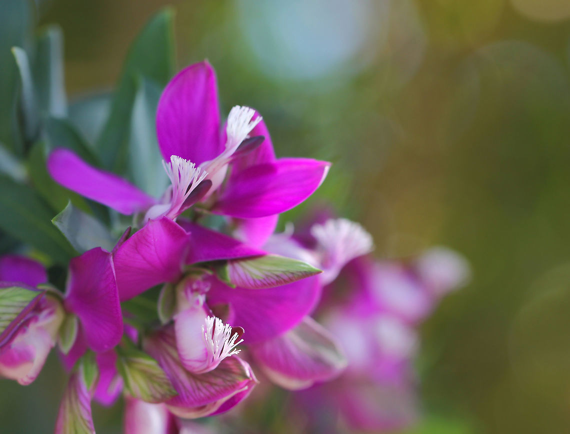 Sweet Pea Bush Native to South Africa where they can grow to 2 metres. Lance shaped grey-green leaves and clusters of small blooms at the ends of branches. Very salt tolerant so suitable for my coastal garden. This being a &#039;petite butterfly&#039; cultivar and will reach 1 metre.  Australia,Butterfly Bush,Fabales,Flowers,Geotagged,Macro,Milkwort,Petite Butterfly,Polygala fruticosa,Polygalaceae,Spring,Sweet,botany,flora,plant,purple flowers,spring