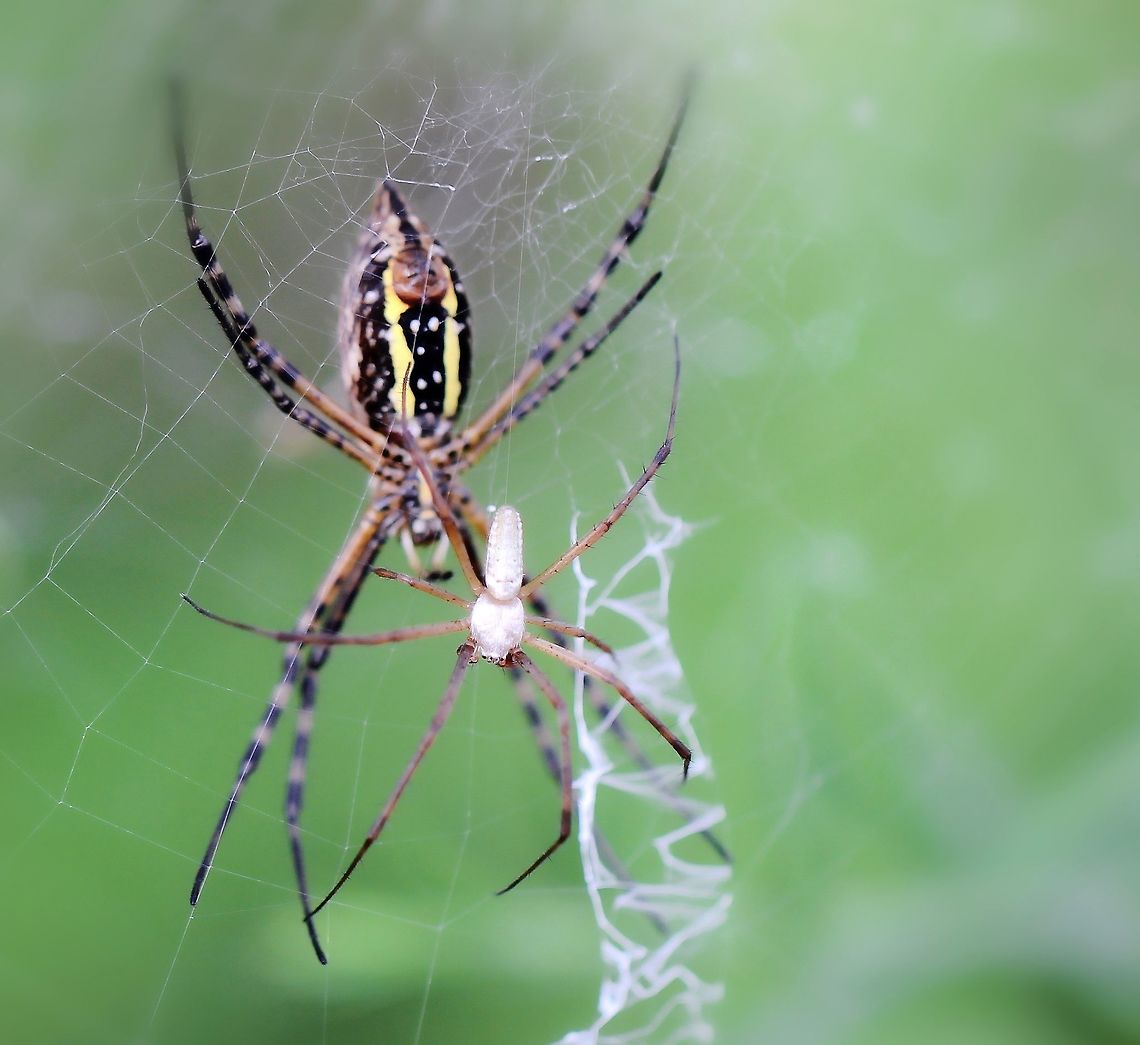 True love's lair A big, beautiful female Argiope trifasciata in her web receiving a potential suitor. I wonder if he got lucky? I had devoted half an hour to watching this pair and given the high temps, I had to move on. <br />
Focus on the male for this shot. What fascinated me was that the pair seemed completely unperturbed by the strong coastal winds occurring at this location - unlike me who had to deal with it to try and capture any detail. <br />
Sexual dimorphism is distinct in this species. <br />
Female 16 mm body length and male 6 mm body length.<br />
<br />
 Araneae,Araneidae,Argiope trifasciata,Australia,Geotagged,Macro,Spider,Summer,arachnid,arthropod,fauna,invertebrate,sexual dimorphism