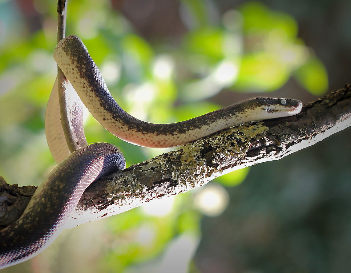 Savu Island python Captive breeding specimen.<br />
<br />
Native to the tiny 16 x 9 km Savu Island in Indonesia. A small python, never exceeding 1.5 metres. The Savu python&rsquo;s outstanding features include brilliant iridescence and its noticeably white eyes. <br />
<br />
<figure class="photo"><a href="https://www.jungledragon.com/image/95523/savu_island_python.html" title="Savu Island python"><img src="https://s3.amazonaws.com/media.jungledragon.com/images/3314/95523_thumb.jpg?AWSAccessKeyId=05GMT0V3GWVNE7GGM1R2&Expires=1769040010&Signature=r%2FzR1uPB8J%2FITzGxtD5wrWjiUZM%3D" width="200" height="160" alt="Savu Island python Captive breeding specimen.<br />
<br />
Native to the tiny 16 x 9 km Savu Island in Indonesia. A small python, never exceeding 1.5 metres. The Savu python&rsquo;s outstanding features include brilliant iridescence and its noticeably white eyes.<br />
<br />
https://www.jungledragon.com/image/68180/savu_island_python.html Geotagged,Indonesia,Liasis savuensis,Python,Pythonidae,Savu Python,Squamata,Summer,United States,White-eyed python,breeding program,captive animal,fauna,reptile,snake,vertebrate" /></a></figure> Geotagged,Indonesia,Liasis savuensis,Python,Pythonidae,Savu Python,Squamata,Summer,United States,White-eyed python,breeding program,captive animal,fauna,reptile,snake,vertebrate