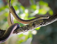 Savu Island python Captive breeding specimen.<br />
<br />
Native to the tiny 16 x 9 km Savu Island in Indonesia. A small python, never exceeding 1.5 metres. The Savu python’s outstanding features include brilliant iridescence and its noticeably white eyes. <br />
<br />
https://www.jungledragon.com/image/95523/savu_island_python.html Geotagged,Indonesia,Liasis savuensis,Python,Pythonidae,Savu Python,Squamata,Summer,United States,White-eyed python,breeding program,captive animal,fauna,reptile,snake,vertebrate