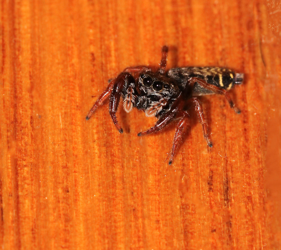 Neither up nor down Are you going up or coming down? Seen just this morning, on the middle step of my stairs.<br />
Pungalina species. <br />
<br />
8 mm length<br />
<br />
<br />
 Araneae,Australia,Geotagged,Jumping Spider,Macro,Pungalina,Salticid,Salticidae,Spider,Spring,arachnid,arthropod,fauna,invertebrate