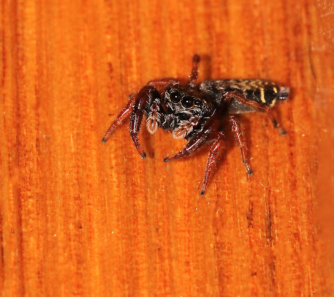 Neither up nor down Are you going up or coming down? Seen just this morning, on the middle step of my stairs.
Pungalina species. 

8 mm length


 Araneae,Australia,Geotagged,Jumping Spider,Macro,Pungalina,Salticid,Salticidae,Spider,Spring,arachnid,arthropod,fauna,invertebrate