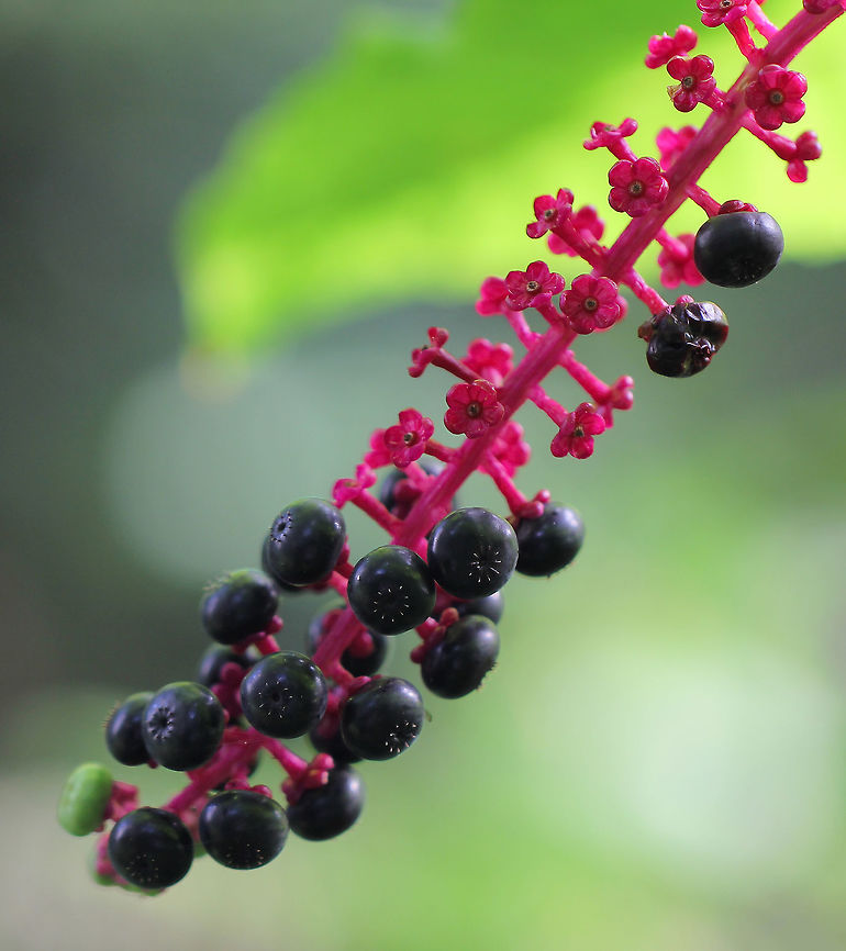 Pokeweed stem and berries A herbaceous perennial plant in family Phytolaccaceae growing up to 2.4 m in height. It is native to the eastern United States and has significant toxicity. American Pokeweed,Caryophyllales,Geotagged,Macro,Phytolacca americana,Phytolaccaceae,Summer,United States,berries,botany,flora,plant