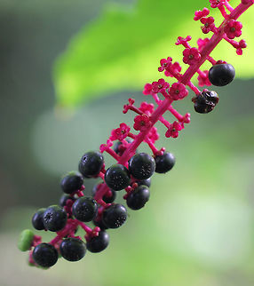 Pokeweed stem and berries A herbaceous perennial plant in family Phytolaccaceae growing up to 2.4 m in height. It is native to the eastern United States and has significant toxicity. American Pokeweed,Caryophyllales,Geotagged,Macro,Phytolacca americana,Phytolaccaceae,Summer,United States,berries,botany,flora,plant