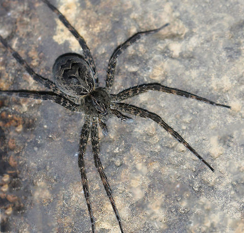 Striped fishing spider 25 mm body length, semi-aquatic spider seen at edge of stream.  Araneae,Dolomedes scriptus,Geotagged,Macro,Pennsylvania,Pisauridae,Spider,Striped Fishing Spider,Striped fishing spider,Summer,United States,arachnid,arthropod,fauna,invertebrate