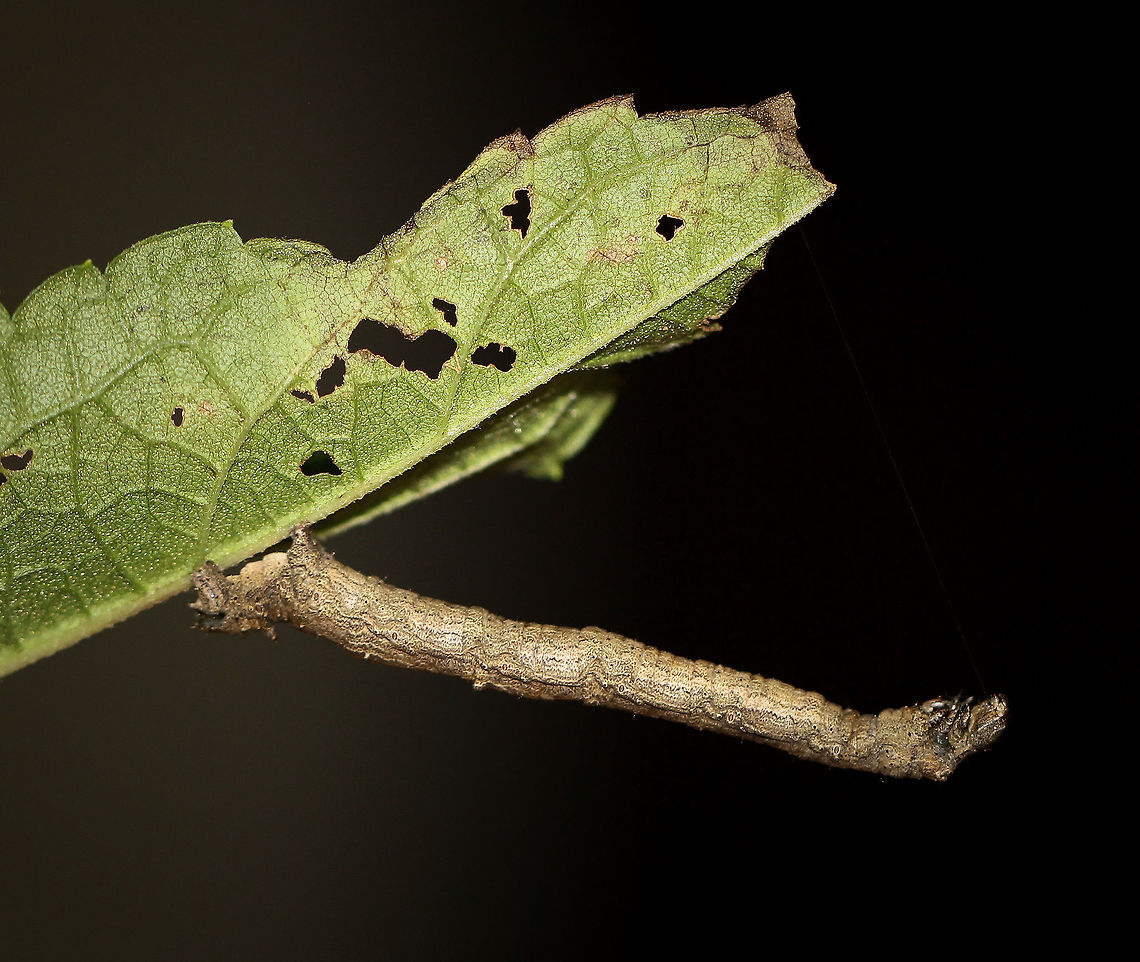 Geometer moth twig-mimicking larva The colour and markings on these caterpillars allow them to blend in with trees so that potential predators mistake them for part of the branches...saying that, I found this one doing its best to be seen, on the underside of a leaf!  <br />
4 cm length.  Caterpillar,Geotagged,Lepidoptera,Macro,Summer,Twig Mimic Geometrid Caterpillar,United States,fauna,geometridae,invertebrate,larva,moth caterpillar,pennsylvania