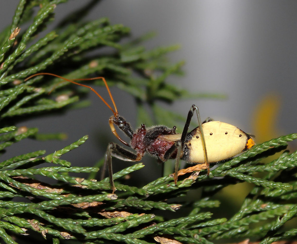 Australian Assassin bug The formidable spiky mouth part (rostrum) with which it impales prey, can clearly be seen. <br />
<br />
Known commonly as Bee-killers. <br />
<br />
25 mm in length<br />
<br />
<figure class="photo"><a href="https://www.jungledragon.com/image/85319/australian_assassin_bug.html" title="Australian Assassin bug"><img src="https://s3.amazonaws.com/media.jungledragon.com/images/3314/85319_thumb.jpg?AWSAccessKeyId=05GMT0V3GWVNE7GGM1R2&Expires=1759968010&Signature=SlnrYEjUhKK9AEDCwv4TBt1zRcQ%3D" width="150" height="152" alt="Australian Assassin bug Known commonly as Bee-killer assassin bug as they seem to favour hunting of honey bees. <br />
<br />
25 mm in length<br />
<br />
https://www.jungledragon.com/image/68354/australian_assassin_bug.html<br />
<br />
https://www.jungledragon.com/image/77060/pristhesancus_plagipennis_nymph.html Australia,Australian Assassin bug,Australian assassin bug,Bee-killer assassin bug,Geotagged,Macro,Pristhesancus plagipennis,Reduviidae,arthropod,assassin bug,fauna,hemiptera,insect,invertebrate,new south wales,spring" /></a></figure><br />
<br />
<figure class="photo"><a href="https://www.jungledragon.com/image/77060/pristhesancus_plagipennis_nymph.html" title="Pristhesancus plagipennis nymph"><img src="https://s3.amazonaws.com/media.jungledragon.com/images/3314/77060_thumb.jpg?AWSAccessKeyId=05GMT0V3GWVNE7GGM1R2&Expires=1759968010&Signature=Z6VhnVnjGOo8SZ7Mg4eJ%2FDY5O4A%3D" width="200" height="176" alt="Pristhesancus plagipennis nymph 5th Instar nymph, 7 mm length. <br />
<br />
https://www.jungledragon.com/image/85319/bee-killer_assassin_bug.html<br />
<br />
https://www.jungledragon.com/image/68354/australian_assassin_bug.html<br />
<br />
 Australia,Australian assassin bug,Geotagged,Hemiptera,Hexapoda,Macro,Pristhesancus plagipennis,Reduviidae,Summer,arthropod,assassin bug,insect,invertebrate,new south wales,nymph" /></a></figure> Australia,Australian assassin bug,Geotagged,Macro,Pristhesancus plagipennis,Reduviidae,Spring,arthropod,assassin bug,fauna,hemiptera,insect,invertebrate,true bug