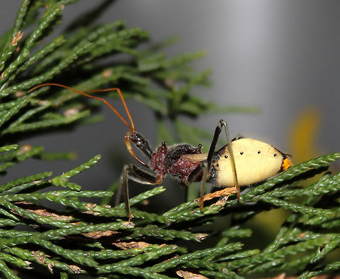 Australian Assassin bug The formidable spiky mouth part (rostrum) with which it impales prey, can clearly be seen. 

Known commonly as Bee-killers. 

25 mm in length

https://www.jungledragon.com/image/85319/bee-killer_assassin_bug.html

https://www.jungledragon.com/image/77060/pristhesancus_plagipennis_nymph.html Australia,Australian assassin bug,Geotagged,Macro,Pristhesancus plagipennis,Reduviidae,Spring,arthropod,assassin bug,fauna,hemiptera,insect,invertebrate,true bug