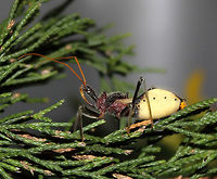 Australian Assassin bug The formidable spiky mouth part (rostrum) with which it impales prey, can clearly be seen. <br />
<br />
Known commonly as Bee-killers. <br />
<br />
25 mm in length<br />
<br />
https://www.jungledragon.com/image/85319/bee-killer_assassin_bug.html<br />
<br />
https://www.jungledragon.com/image/77060/pristhesancus_plagipennis_nymph.html Australia,Australian assassin bug,Geotagged,Macro,Pristhesancus plagipennis,Reduviidae,Spring,arthropod,assassin bug,fauna,hemiptera,insect,invertebrate,true bug