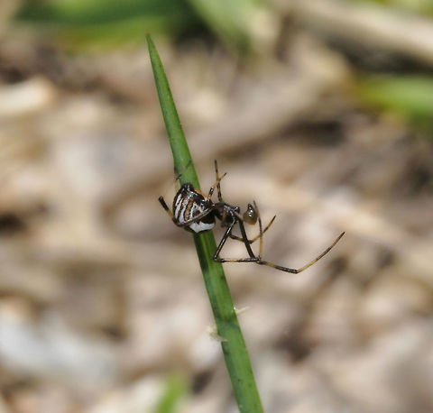 Male Redback spider lateral October is coming to a close.....spider season is ending in the northern hemisphere but kicking off down here in Australia. 
First redback of the season, a male! I was entranced watching him spinning a web, but his tiny size and non-stop, frenetic activity made capturing a shot difficult. Hopefully I picked up enough detail to appreciate and enjoy. He will be keen to find a big, beautiful female and mate as soon as possible. 

It appears that he has just the one pedipalp at the time of this shot, but looking at other images from my time with him, he clearly had two. 

3 mm body length. Araneae,Australia,Geotagged,Latrodectus hasseltii,Macro,Redback spider,Spider,Spring,Theridiidae,arachnid,arthropod,fauna,invertebrate