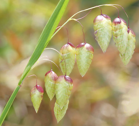 Greater Quaking Grass